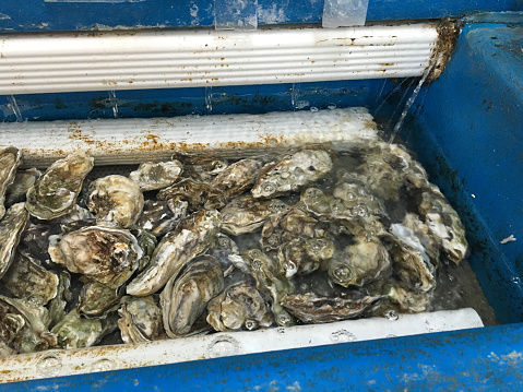 shot of live oysters at the supermarket