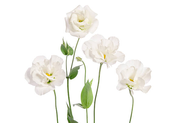 istock Beautiful eustoma flowers isolated on white background 517109892
