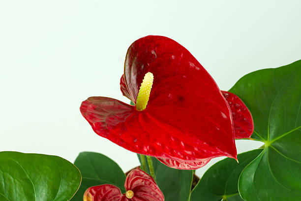 istock Anthurium a flowering plant 517110264