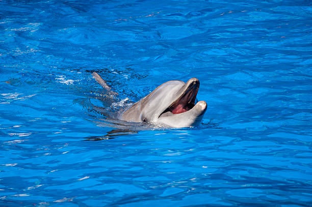 istock Dolphin breaking surface of water 517110748