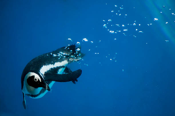 istock Penguin swimming underwater with air bubbles 517111384