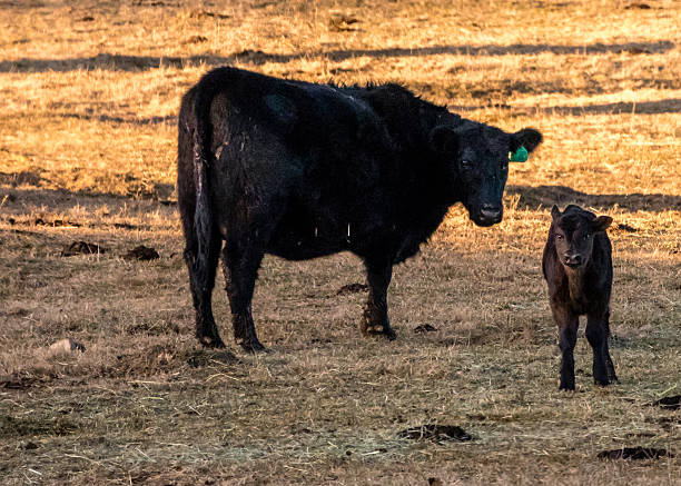 istock Cow and Her Calf Standing 517111422