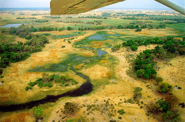 panorama di botswana : vista aerea di delta paesaggio, mandrie di bufali - buffalo bayou foto e immagini stock