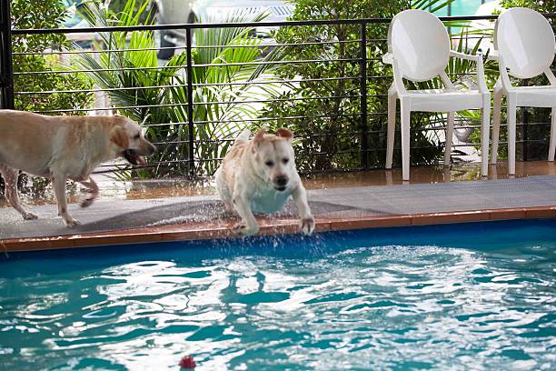 istock labrador at a local public pool 517116255