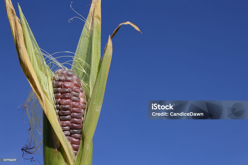 Corn in the Sky Image of multi-colored Heirloom Sweet Corn in the sky Agriculture Stock Photo