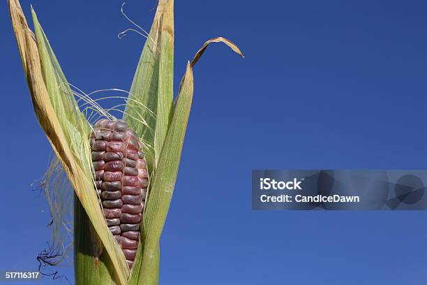 Corn In The Sky Stock Photo - Download Image Now - Agriculture, Autumn, Blue