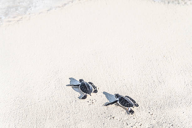 zwei schildkröten neugeborenes sind sie das meer.  freiheit-konzept. - turtle young animal beach sea life stock-fotos und bilder