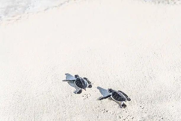 Photo of Two turtles newborn are reaching the sea. Freedom concept.