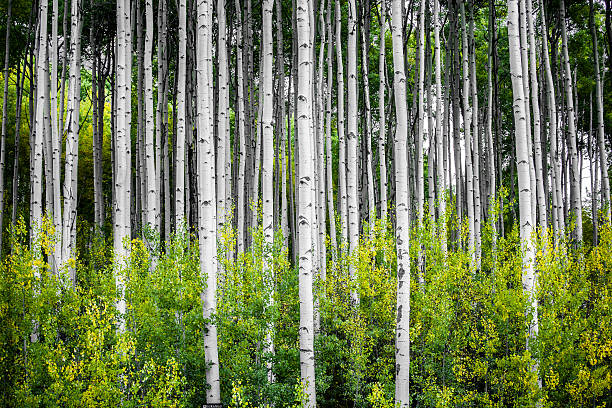 istock rocky mountain autumn landscape 517118107