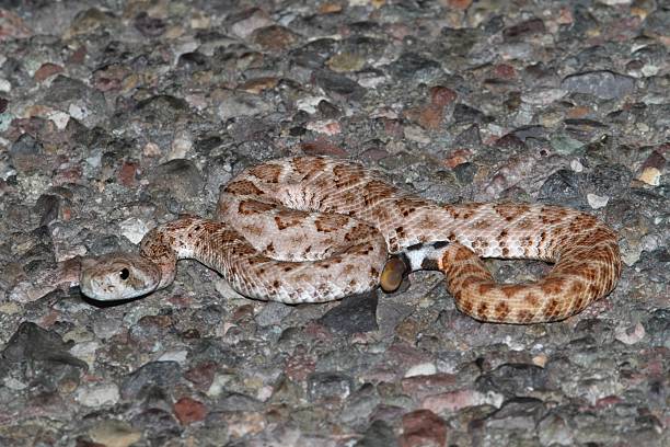 Baby Mojave Rattlesnake - Crotalus scutulatus Baby Mojave Rattlesnake (Crotalus scutulatus). The Mojave Rattlesnake is considered by many to be the most deadly snake in the United States. scutulatus stock pictures, royalty-free photos & images