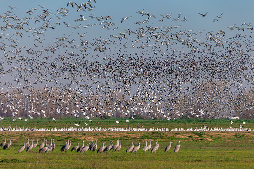 Flock of snow goose flying . Sandhill cranes and snow geese on the ground. 600mm lens. Canon 1Dx.