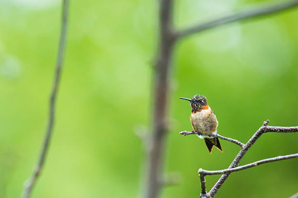 istock Hummingbird on a Branch 517123068