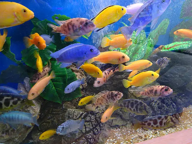 Photo showing a tropical fish tank / aquarium of a mixed variety of Malawi cichlids. Malawis are a very active species and so are popular with fish keepers, however, they are also known to be aggressive and territorial.