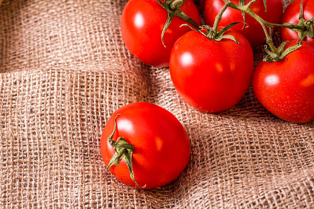 istock branch of tomatoes on burlap 517123878