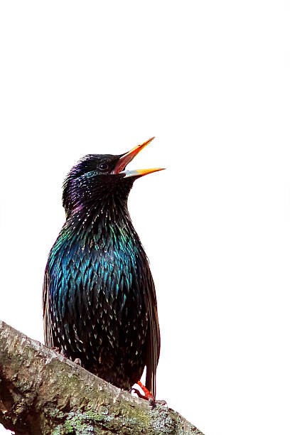 istock the black bird is a Starling sings 517125442