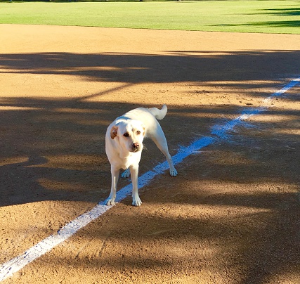 dog on baseball field