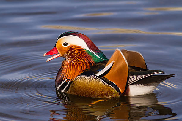 mâle canard mandarin - kensington gardens photos et images de collection