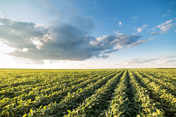 istock Green ripening soybean field, agricultural landscape 517126372