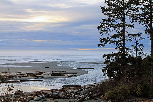 istock Driftwood Logs Covering a Beach 517126688