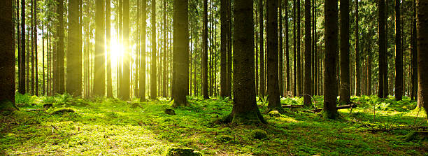 luz del sol en el bosque verde. - landscape fir tree nature sunrise fotografías e imágenes de stock