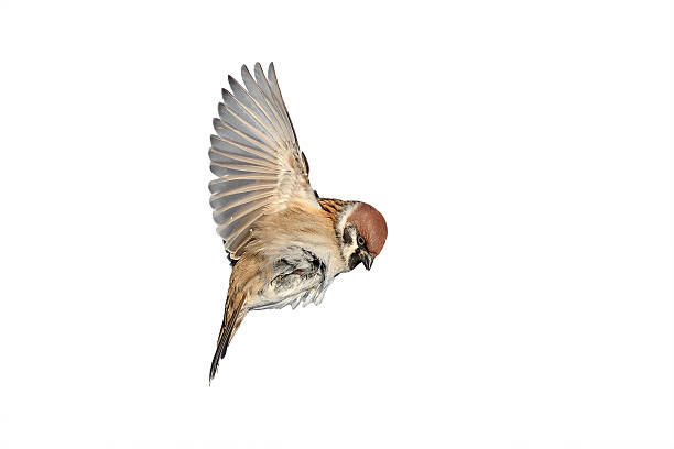 istock bird a Sparrow flies to spread its wings 517127282