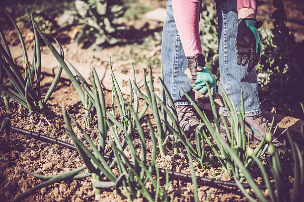 adulto joven mujer jardinería - vegetable garden vegetable high angle view weeding fotografías e imágenes de stock