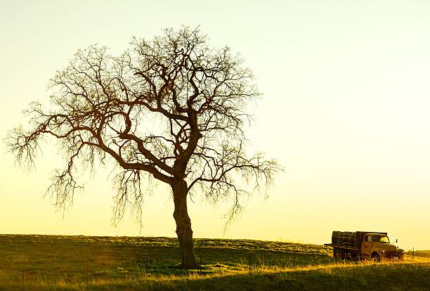 istock Oak Tree and Old Truck 517127830