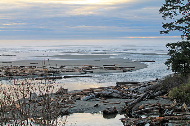 istock Driftwood Logs Covering a Beach 517128124