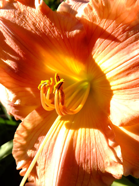 Inner Workings Reproductive organs (stigma, style, stamens, anther, filament) and delicate beauty of a Daylily hemerocallidoideae stock pictures, royalty-free photos & images