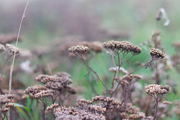 istock Unkempt lawn, field , meadow 517128748
