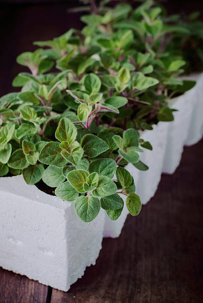 Fresh Oregano Herb stock photo