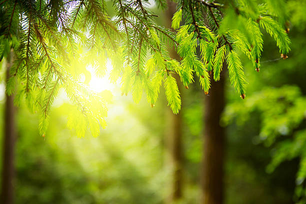 istock Sunlight in the green forest. 517130590