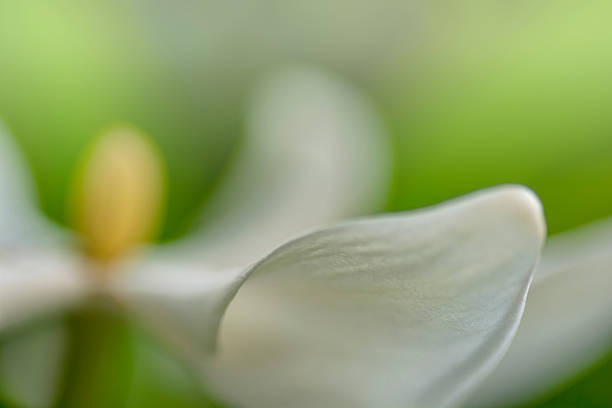 istock Vietnamese Gardenia 517131335