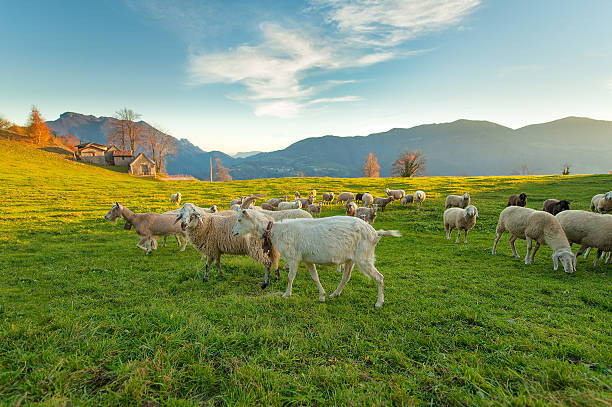 Farm on the Italian Alps with sheep and goats