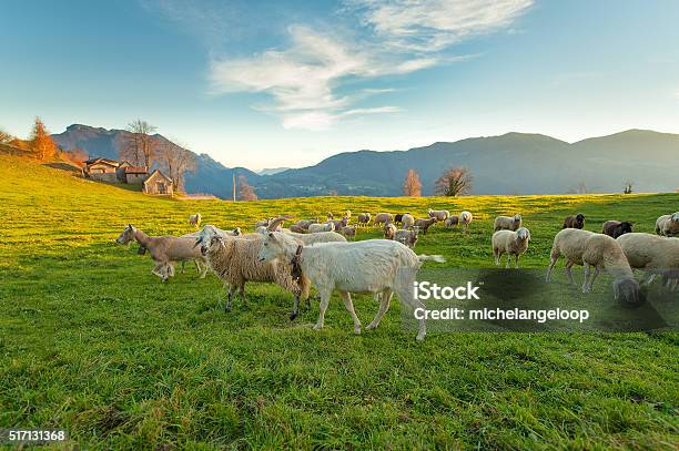 Farm With Sheep And Goats Stock Photo - Download Image Now - Goat, Farm, Agricultural Field