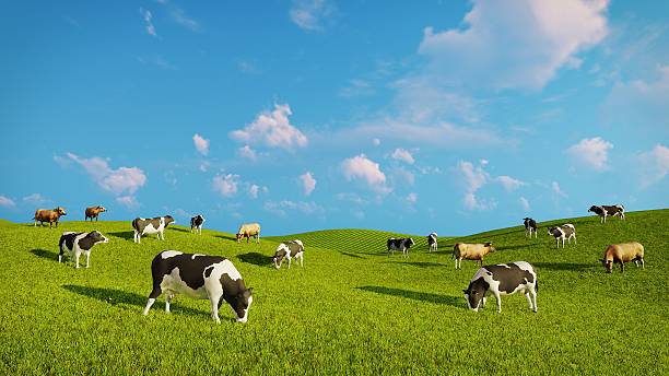 istock Herd of dairy cows on a green pasture 517131374