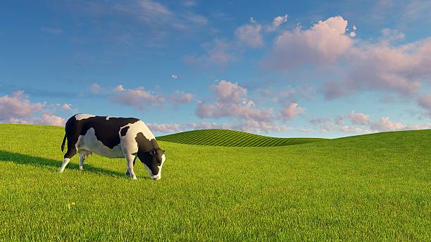 istock Mottled dairy cow graze on green pasture 517131438