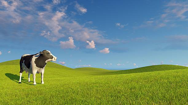 istock Mottled dairy cow on a green meadows 517131476
