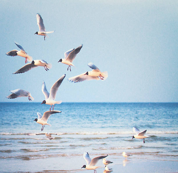Seagulls walking on seashore. Black-headed gulls, walking on sandy beach near Baltic sea. Chroicocephalus ridibundus.