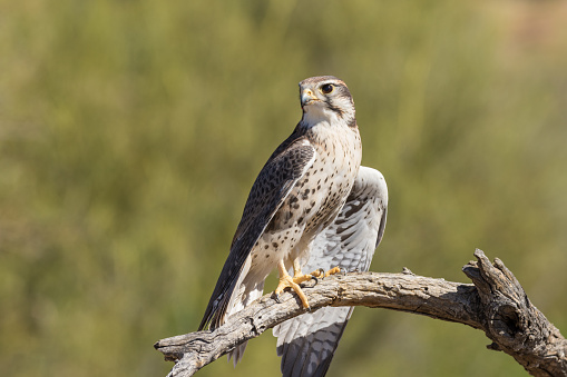 a prairie falcon perched in tree