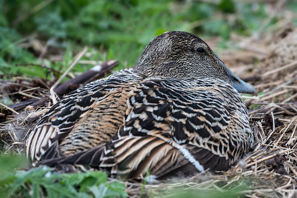 Watchful Female Eider duck (Somateria mollissima) sitting on her nest in the Farne Islands. View from behind. Northumberland, UK. May