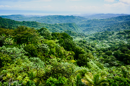 View over a tropical rainforest with the coastline in the background.  El Yunque National Fores, Puerto Rico.