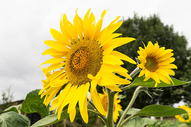 Sunflowers stock photo