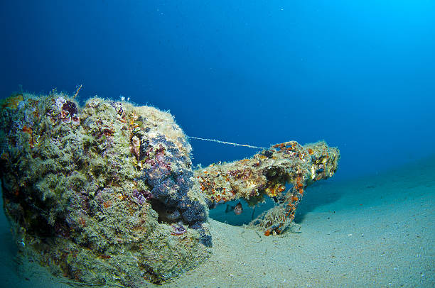 istock Here it is where you hide the seahorse 517132896