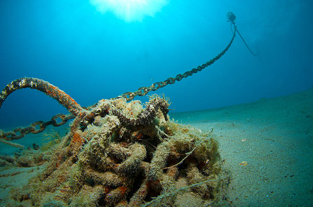 istock Here it is where you hide the seahorse 517133254