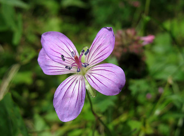 istock Lilac Wildflower - Woodland Geranium (Geranium sylvaticum) 517133267