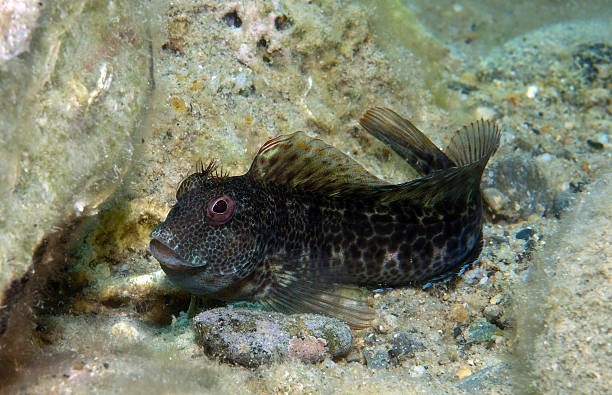 istock small fish comes out on the rock 517133552