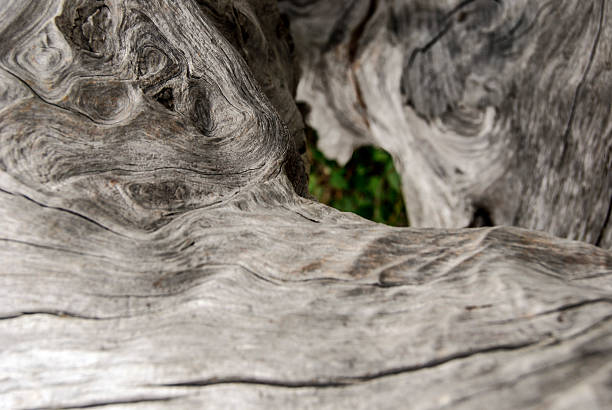 heart shape in weathered driftwood