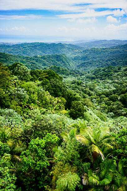 vista su una foresta pluviale di ck yunque, puerto rico - vertical forest national forest woods foto e immagini stock