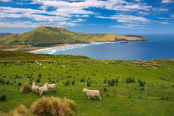 Sheep New Zealand Sheep at Wickliffe bay on Otago Peninsula, New Zealand dunedin new zealand stock pictures, royalty-free photos & images
